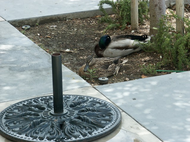 There was a pond here before it was a parking lot.